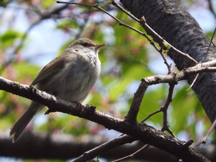 ウグイス の 鳴き声