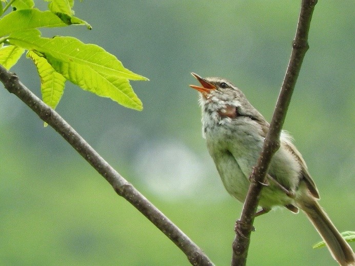 の 鳴き声 ウグイス