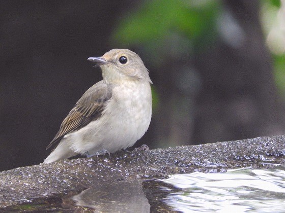 鳴き声 オオルリ