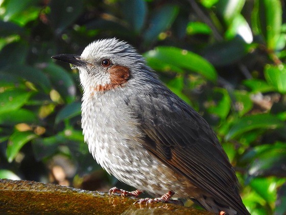 野鳥の会 埼玉 野鳥の鳴き声を楽しもう