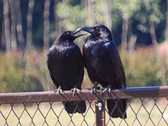 野鳥の会 埼玉 野鳥の鳴き声を楽しもう