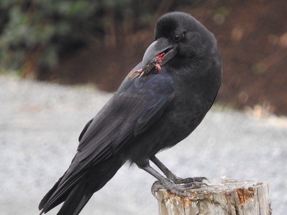 種類 カラス 鳴き声