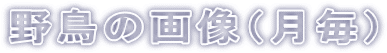 野鳥の画像(月毎)